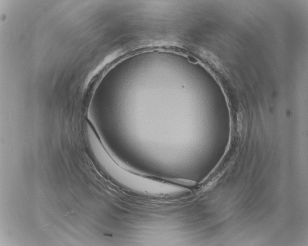 X0000061751165200512302230