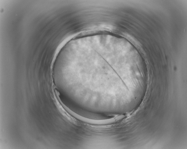 X0000061751200200512302229