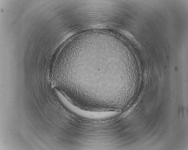 X0000061751209200512302229