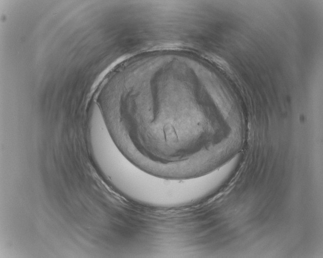 X0000061751212200512302229