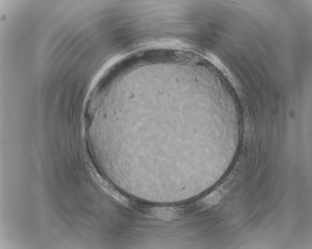 X0000061751232200512302229