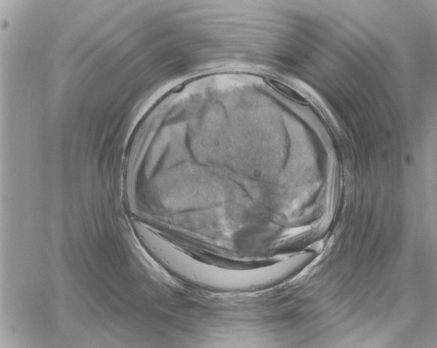 X0000061751244200512302229