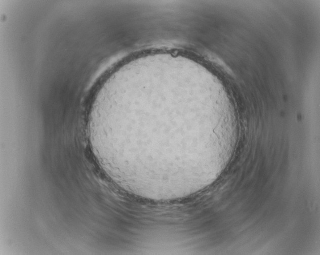 X0000061751256200512302228