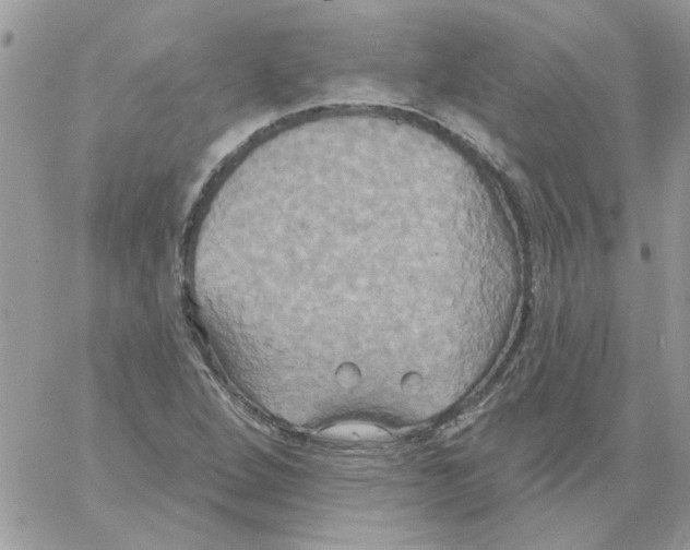 X0000061751264200512302228