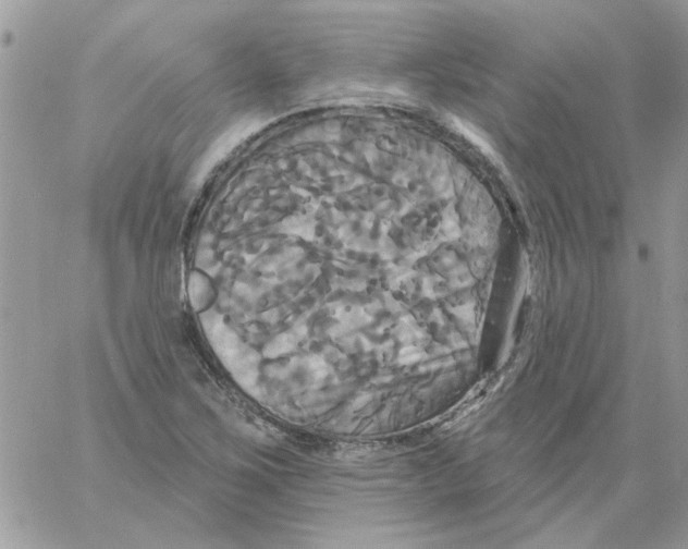 X0000061751267200512302228