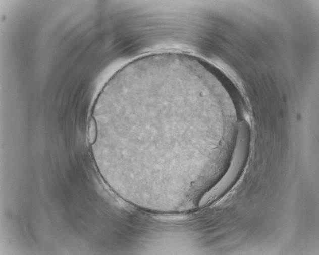 X0000061751296200512302228