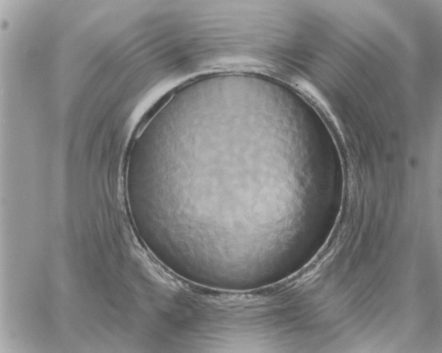 X0000061751336200512302227