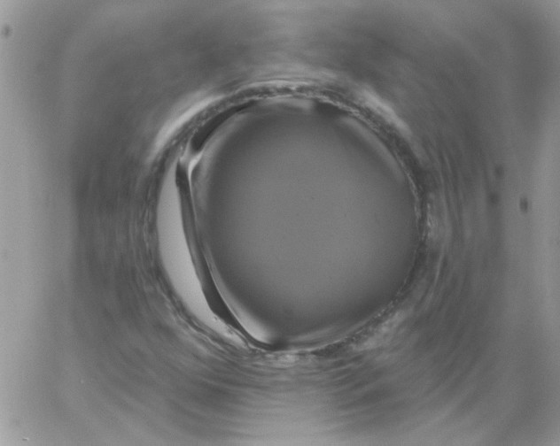 X0000061751352200512302227