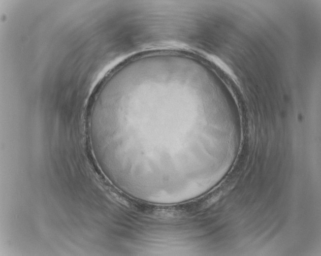 X0000061751364200512302226