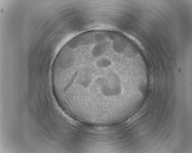 X0000061751375200512302226