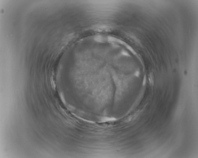 X0000061751396200512302225