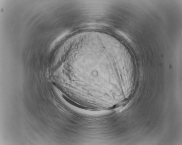 X0000061751403200512302225