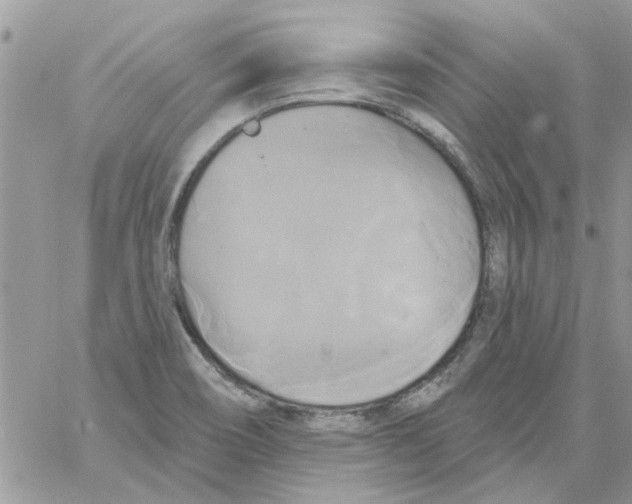 X0000061751466200512302225