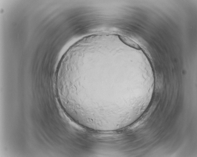 X0000061751486200512302224