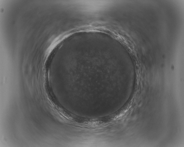 X0000061760295200512021517