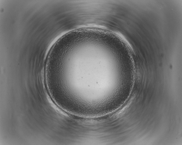 X0000061761100200512021503