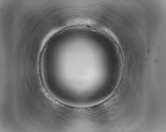 X0000061761104200512021503
