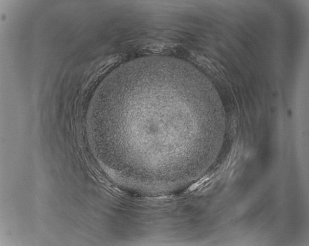 X0000061761105200512021502