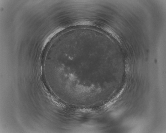 X0000061761117200512021503