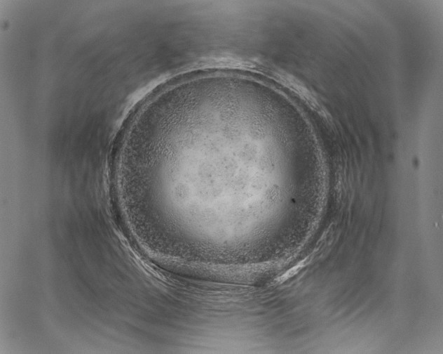 X0000061761264200512021501