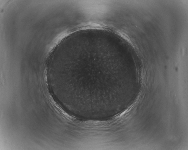 X0000061761455200512021458