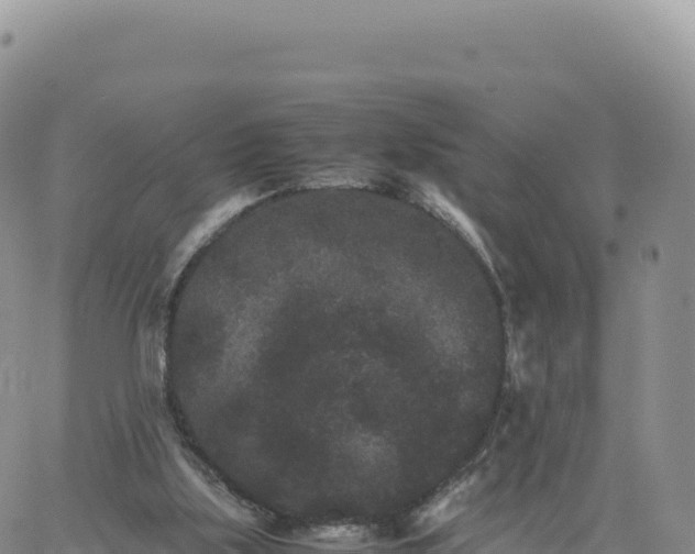 X0000061760059200512091711