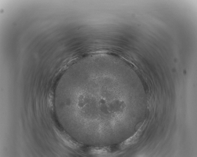 X0000061760175200512091710