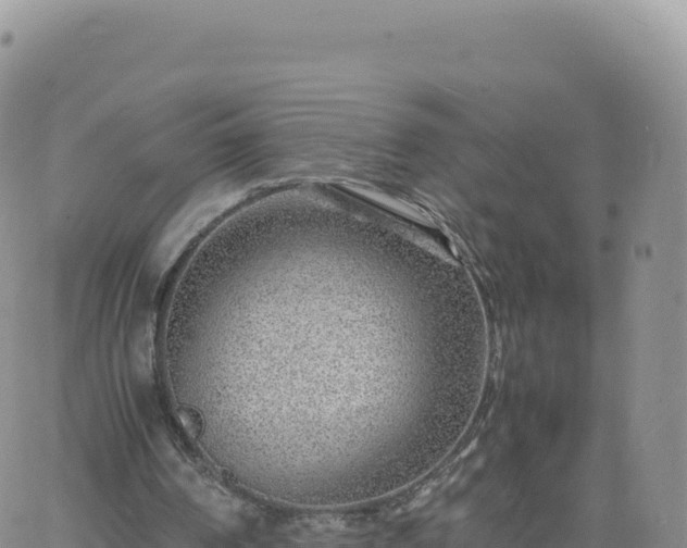 X0000061760194200512091710