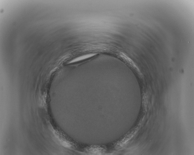 X0000061760209200512091709