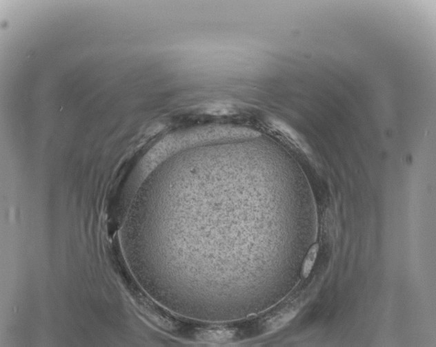 X0000061760217200512091709