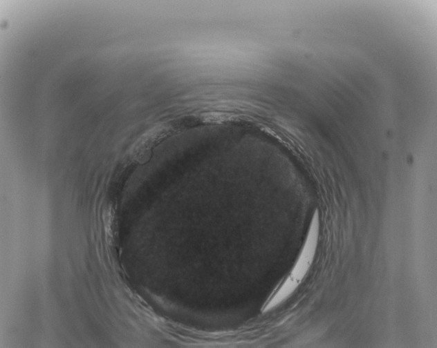 X0000061760219200512091709