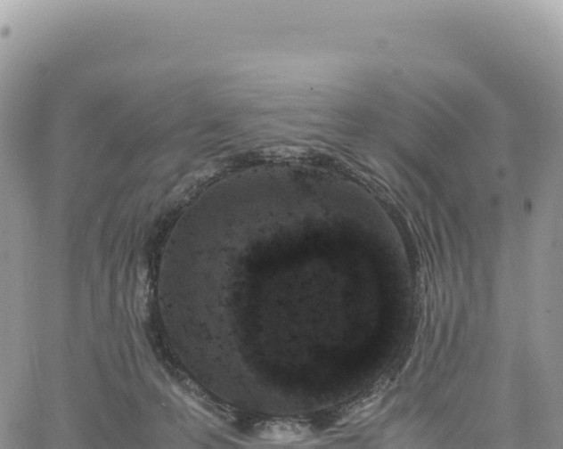 X0000061760223200512091709