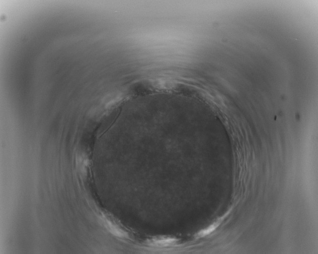 X0000061760235200512091709