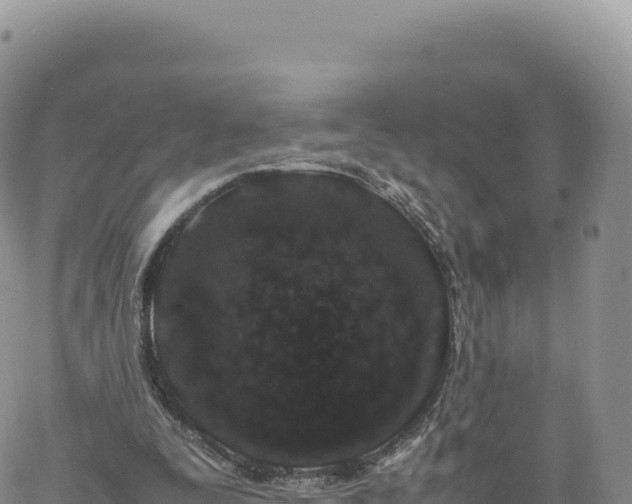 X0000061760295200512091708