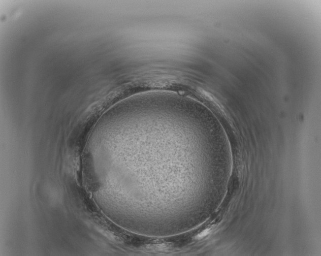 X0000061760307200512091708