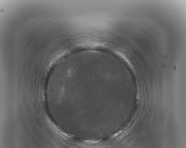 X0000061760399200512091706