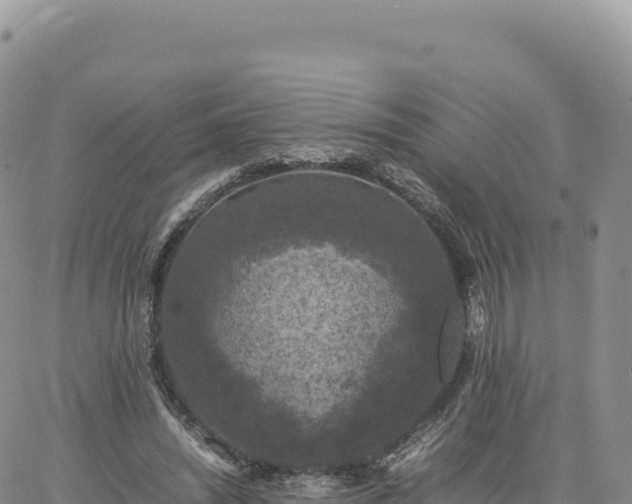 X0000061760444200512091705