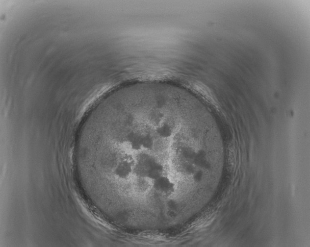 X0000061760491200512091705