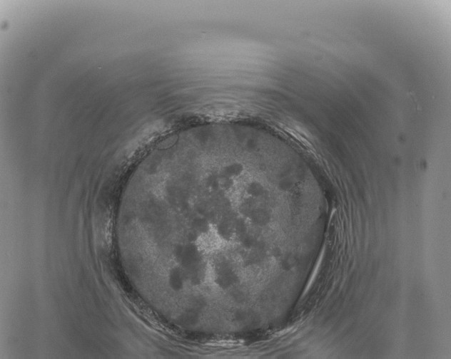 X0000061760499200512091705