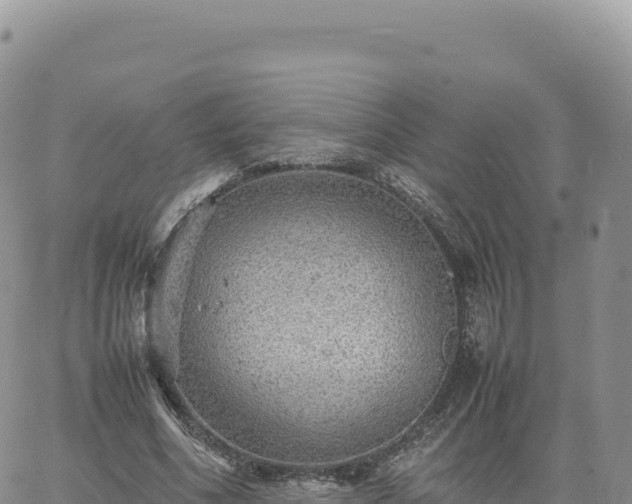 X0000061760586200512091703