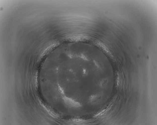 X0000061760590200512091703