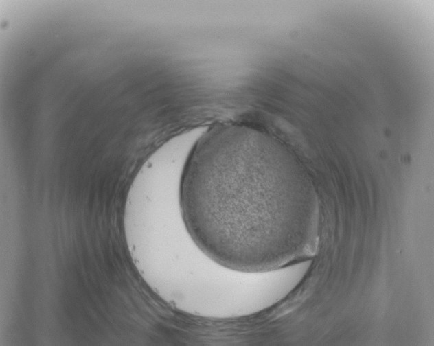 X0000061760624200512091702