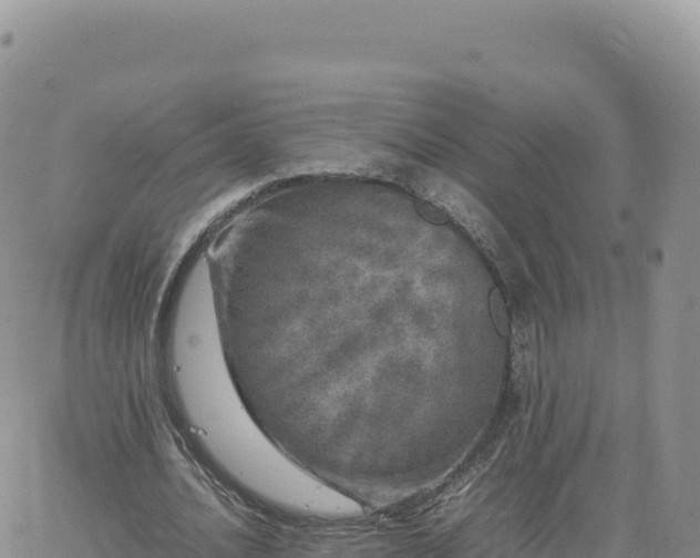 X0000061760628200512091702