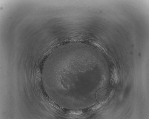 X0000061760659200512091702