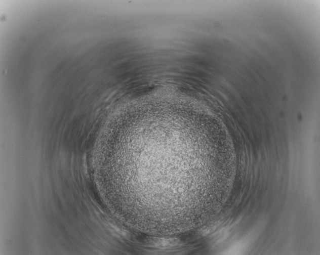 X0000061760663200512091702