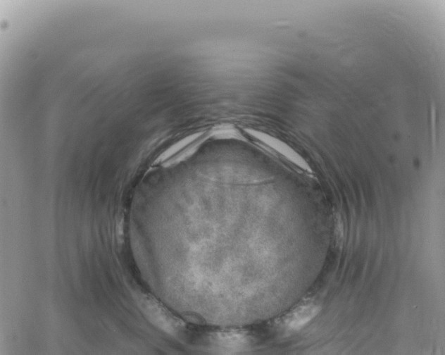 X0000061760668200512091702