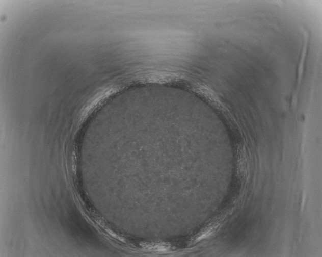 X0000061760683200512091701