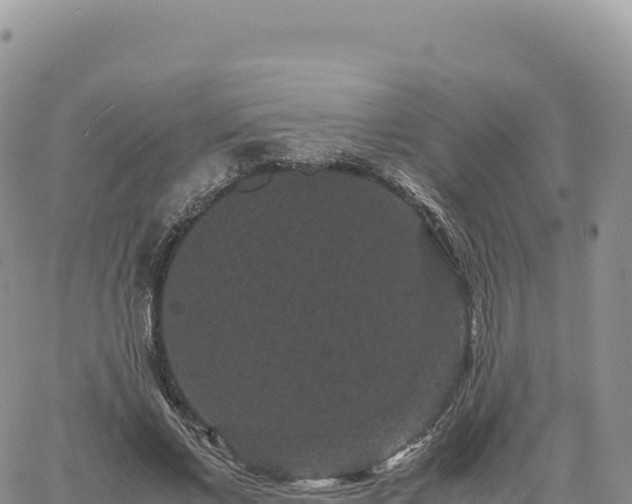 X0000061760685200512091701