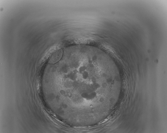 X0000061760687200512091701