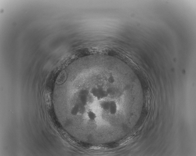 X0000061760699200512091701